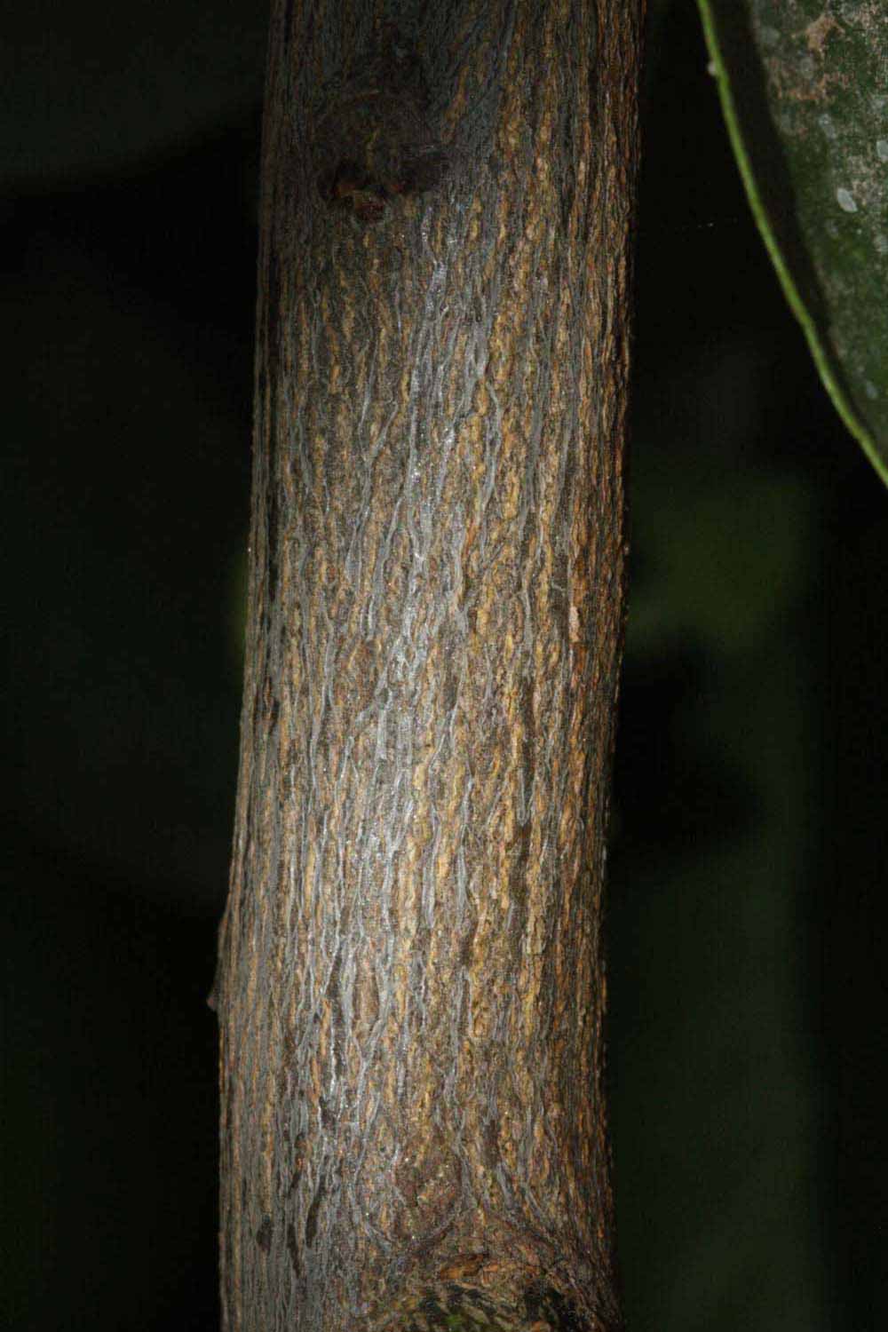              Second - third year twig (Riverside,   CA)       
